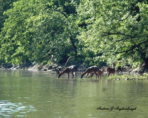 Whitetail deer drinking at the Monocacy River