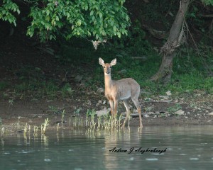Whitetail deer standing along the Monocacy River