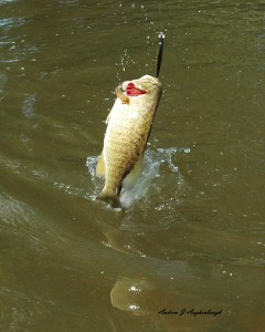 augies adventures jumping smallmouth on monocacy river