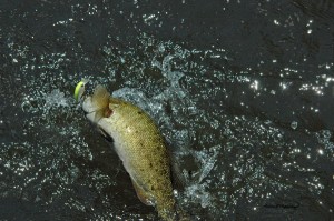 jumping smallmouth on monocacy river