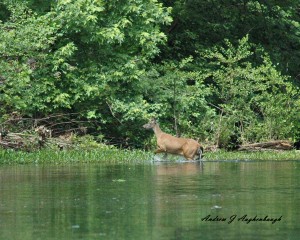 whitetail crossing monocacy river 2