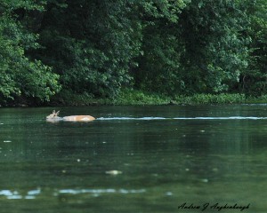 whitetail crossing monocacy river