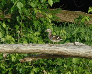 Wood Duck on log