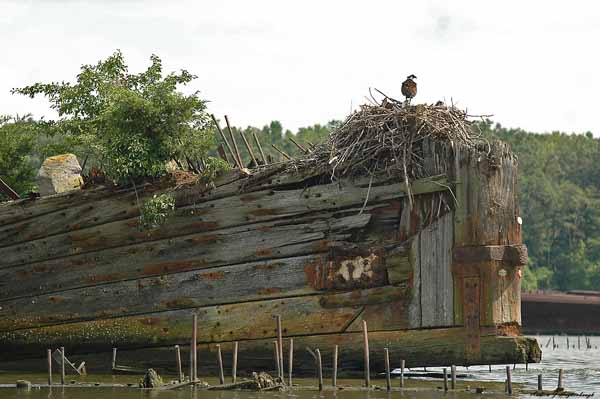 Mallow's Bay Ship wreck with an osprey on watch