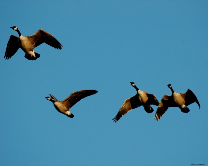 Four Canada geese overhead
