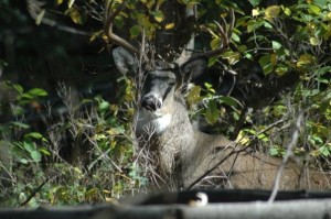  Whitetail deer hunt 