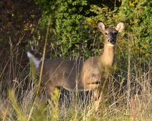Alert doe Treestand Whitetail deer hunt 