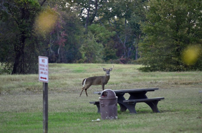 Buck at picnic