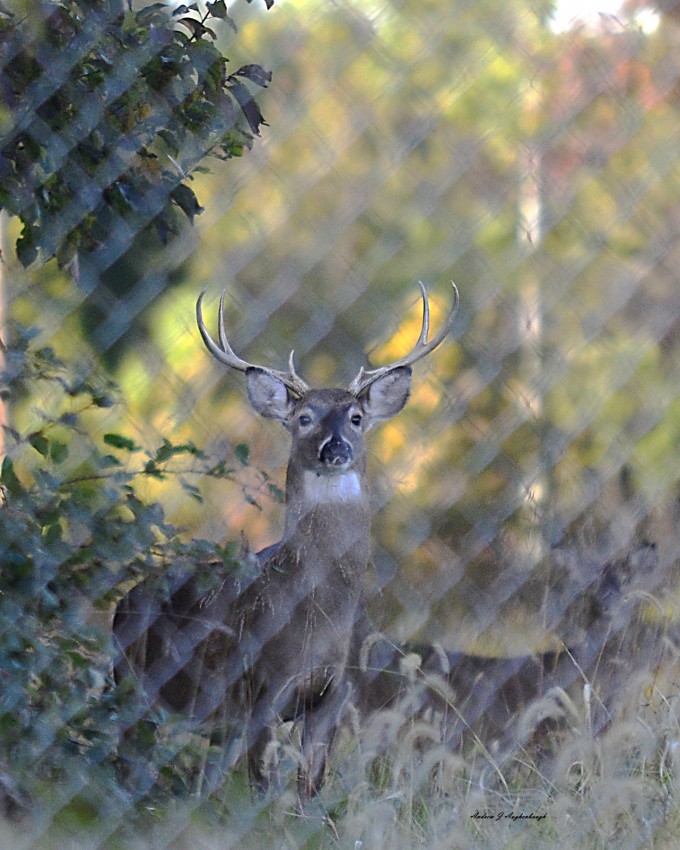 buck behind fence