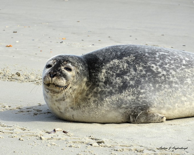 portsmouth island seal