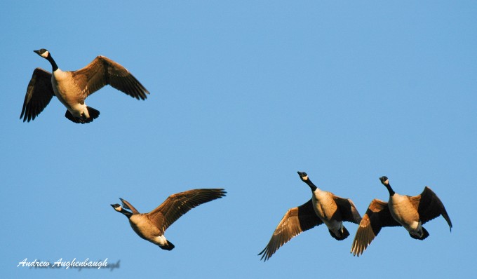 overhead geese-1
