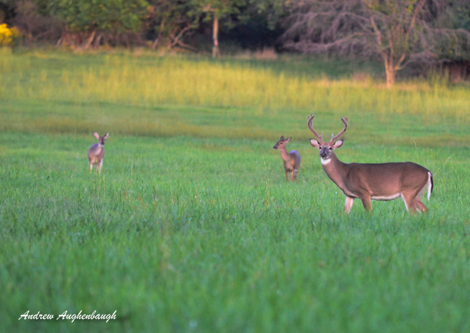 Deer Season opening Day