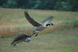 Resident Canada goose hunt