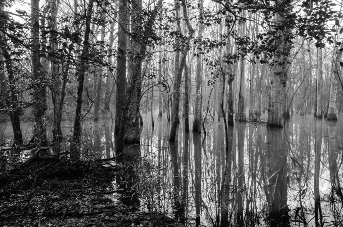 South Carolina swamp